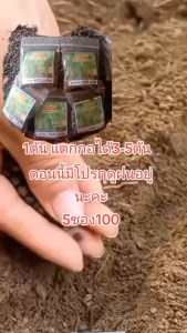 เมล็ดผักบุ้งสายพันธ์แตกกอ 1 ต้นแตกกอได้3-5ต้น 400 เมล็ดแถมปุ๋ยทุกออเดอร์