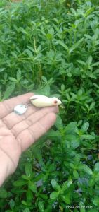 COD soft frog tanpa pewarna panjang 45cm. 6 gram DH 1/0