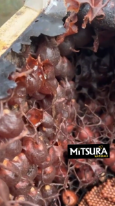 Mitsura Stingless Bee Honey 500g - 100% Natural Madu Kelulut > Wild- Harvested Raw & Pure Authentic Premium Superfood