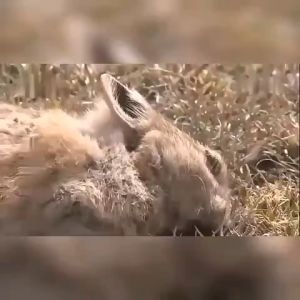 🔥Wipe out the whole nest🔥 Big Rat Killer Poison Pellet: 100g Rat Poison & Effective Rat Trap Catcher