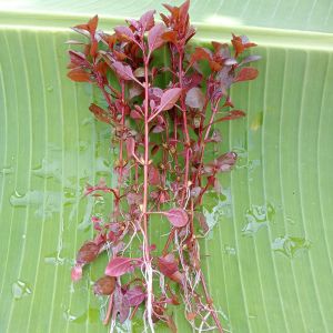 Ludwigia Sp. Red Mini Tanaman Aquascape Hiasan Akuarium