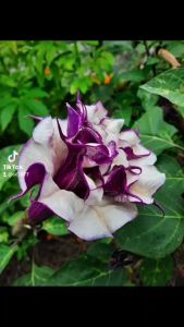 เมล็ดลำโพง สีม่วง 40 เมล็ด ลำโพงกาสลัก มะเขือบ้า เมล็ดดอกไม้ ปลูกต่อได้