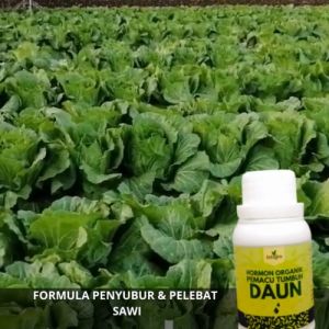 Pupuk Daun Untuk Sawi Putih / Pupuk Pelebat Daun Sawi / Pupuk Penghijau Daun Sawi / Pupuk Sawi