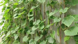 VALUE PACK (4 SEEDS) CUCUMBER SEEDS/HYBRID/EASY TO GROW/HIGH YIELDING