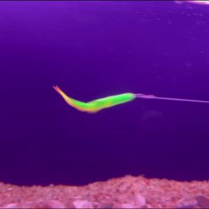 Mồi Câu Giả Spinpoler 3D Baitfish Dạng Mềm Chìm Dùng Cho Câu Cá Nước Ngọt & Nước Mặn Cá Chó/cá Vược 4.5g 9g 19g Có 6 Màu.