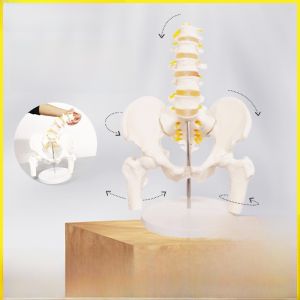 Dynamic Female Lumbar Pelvis Skeleton Model Joint Movable Real Life Proportion Rehabilitation Medical Anatomy Model Toy
