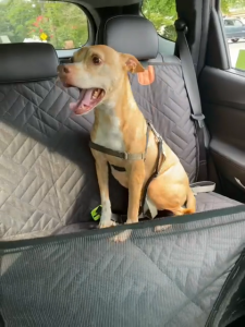 Teeker Pet Dog Car Seat Back Seat Extender for Dogs Hard Bottom Dog Car Seat Cover Waterproof Dog Hammock Dogs Bed for Cars SUVs & Small Trucks Pet Backseat Protector