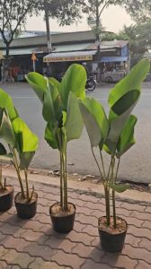 Cây dong lá bạc trồng sân vườn decor hồ bơi quán cà phê biệt thự Minh Hân Garden