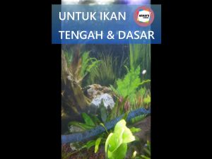 Pelet Tenggelam Ikan Laut Chiclid Pbass Koki Goldfish 100gr