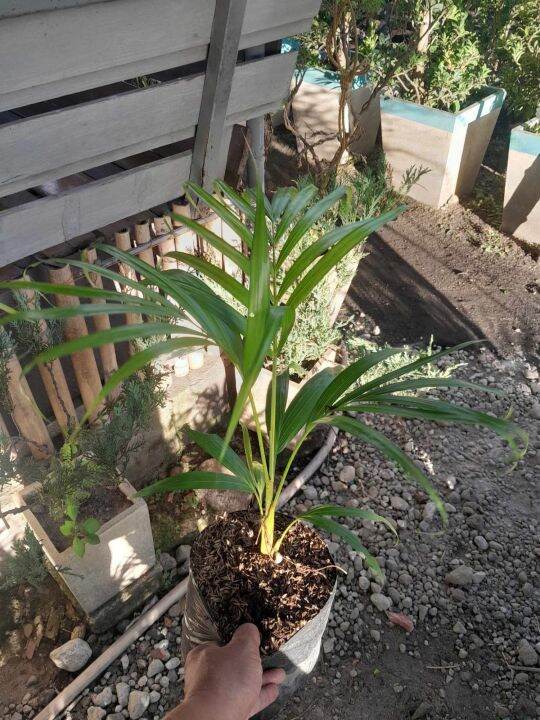 Palmera Live Plant | Lazada PH