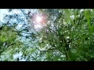 <𝙇𝒂𝙯𝑺𝙜𝑴𝙖𝒍𝙡> Plastic PE Film Transparent Rainproof Cloth Tarpaulin Waterproof Tarp Cover Tent Shelter