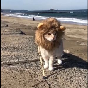 Cat Lion Headgear Topi Singa Kucing Pet Hat Puppy Headgear Cute Dog Cat Transformation Christmas Halloween Holiday Decoration