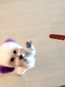 จัดส่งที่รวดเร็ว! ขนมสุนัขที่มีโปรตีนสูงและไขมันต่ําที่ทําจากเนื้อวัวเพื่อปกป้องสุขภาพฟันของสุนัข ขนาด 500 กรัม เหมาะสําหรับสุนัข