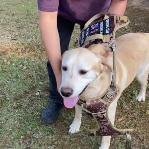 Dog Tactical Harness Vest Pet Dog Harness with 5pcs Dog Patches Reflective Pet Harness No Pull with Durable Soft Padded Handle