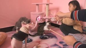 pet supplies interactive self-pleasure wooden cat teasing pole cat feather bell mouse toy to relieve boredom wooden cat teasing stick