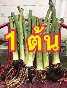 บอนหนังจระเข้เขียวColocasia green alligator ของแท้หายาก ส่งแบบตัดใบห่อตุ้มราก