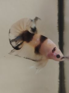 Haftmoon Plakat Betta Fish C7 - Yellow Koi