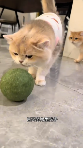 Catnip Balls Interactive & Tasty for cats Hairball Relief Natural Flavor Build-In Bell Stress Relief Large Size