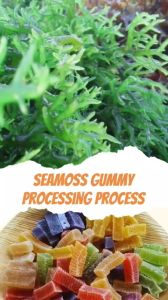 Mứt Organic Rong Sụn Sấy Dẻo Vị Thơm Nhiệt Đới Thương Hiệu Vietfex