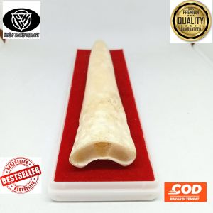 once pipa tulang kerbau motif taring duyung natural 15cm