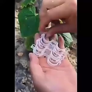 Kẹp nhựa cố định cây màu trắng giữ thân cây leo