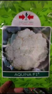 Benih Bibit Kembang Kol Aquina 10gr 100% Original Panah Merah