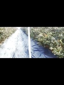 ผ้ายางดำคุมดิน พลาสติกคลุมหญ้า 200 สมิติ พลาสติกเกรดส่งออก 200 สมิติ