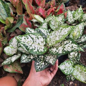 TANAMAN AGLONEMA DUD WHITE / TANAMAN HIAS AGLINEMA DUD WHITE