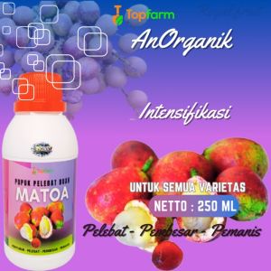 Pupuk Pelebat Buah Matoa / Pupuk Booster Buah Matoa / Pupuk Buah Matoa / Pupuk Khusus Pelebat Buah / Pupuk Pelebat Buah Buahan