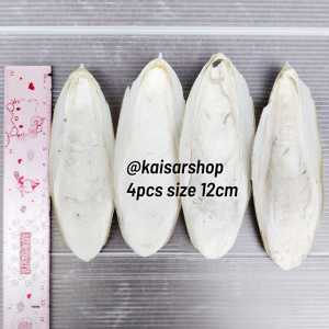 4pcs size 12cm Tulang Sotong putih kering Cangkang Cumi Murni Alami Cuttlefish Bone Kualitas Ekspor