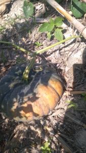 Benih Labu Kuning KUSUMA F1 95 Butir Cap Panah Merah