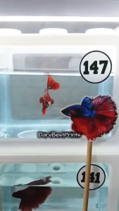 Beta flaring stick Betta flare stick Betta fish flaring stick