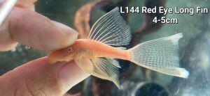 L144 Red Eyes Long Fin Bristlenose Pleco Fish/ Albino sucker Red Albino Pleco
