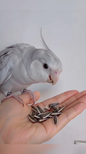 Sunflower Seed (USA) 20kg / Kuaci / Biji Bunga Matahari (Makanan Hamster/Burung/Arnab)