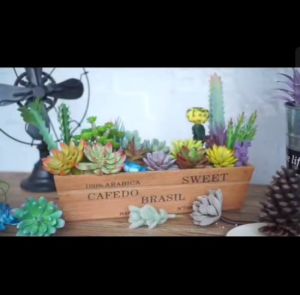 ต้นแคนตัส แคนตัสสวยๆ ต้นไม้ปลอม แคนตัสปลอม แคนตัสสีสวยน่ารัก ตกแต่งบ้าน ต้นไม้ขนาดเล็ก มินิมอล