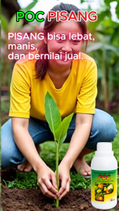 PUPUK ORGANIK CAIR UNTUK POHON PISANG 250ML / pupuk pisang agar cepat berbuah