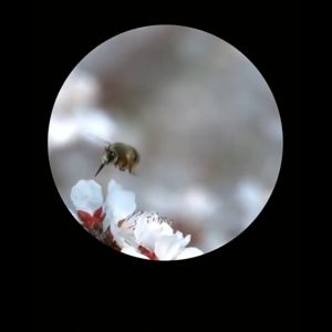 TERLARIS PENGIRIMAN CEPAT COD MOGE Teropong Monokular Zoom 80x100 with Tripod Phone Clip/LENSA tele makro hp multi zoom hp untuk kamera hp zoom hp jernih /lenza pembesar hp aman untuk smartphone / lensa untuk fotografi multifungsi murah