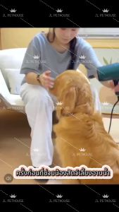 ไดร์เป่าผมสำหรับสัตว์เลี้ยง ไดร์เป่าขนหมา เครื่องเป่าขนสุนัข ไดร์เป่าขนแมว ไดร์ไล่น้ำ เสียงเงียบ ลมแรง เป่าร้อนเย็นไดร์เป่าผมสำหรับสัตว์เลี้ยง