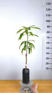 Cây Giống Xoài Úc Trái Tím - Trái To Đẹp - Thịt Dày Ngọt Đậm - Nhanh Cho Trái - Cây Giống Vân Anh