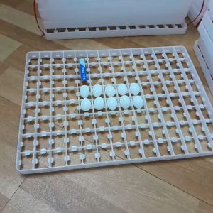 Khay Đảo Nghiêng Làm Máy Ấp Trứng Chim Bồ Câu - Khay Nhựa cho chim