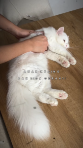 Catto Cat Food - Chicken and Fish Kitten 50gr Natural Cat Food | Makanan Anak Kucing Daging Natural