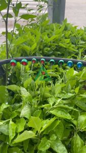 Combo 10 béc nhỏ giọt bù áp chống rỉ 2L/4L/8L/16L phù hợp tưới nhỏ giọt nhà màng nhà kính đầu nhỏ giọt chổng rỉ tự động cân bằng áp kiểm soát lưu lượng nước tưới chính xác tiết kiệm nước