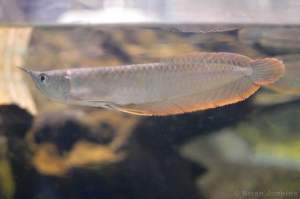 Hiasan Aquarium Arwana Silver Red