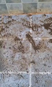 Chổi Cọ Nhà Tắm Cọ Sàn Gạt Kính Cán Dài 2 In 1 Siêu Đa Năng - Cây Cọ Sàn Nhà Tắm Tiện Dụng