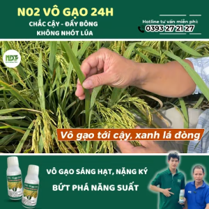N02 NDT - VÔ GẠO NHANH 24H CHẮC TỚI CẬY XANH LÁ ĐÒNG CỨNG CÂY HẠN CHẾ ĐỖ NGÃ (500ML)