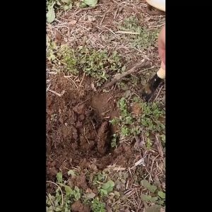 เสียมกึ่งมีดสำหรับขุดดิน พรวนดิน พื้นที่เล็กๆ ทำสวนผัก สวนดอกไม้ กำจัดวัชพืช