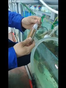 ไข่อาร์ทีเมีย อบแห้ง 50-100 กรัม โปรตีนสูง ไม่ต้องเป่า โรยกินได้เลย