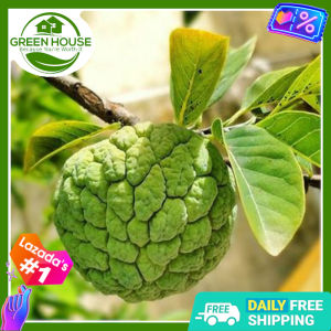 Green House® - Atis Seeds for Planting Vegetable Plants (5 Seed) incl. Planting Instructions Sugar apple Fruit Plant