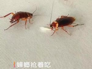 JeDa เหยื่อกำจัดแมลงสาบ ตายยกรัง!! บ้านปลอดสารพิษ ยาฆ่าแมลง สปอตสินค้า Insecticidal bait