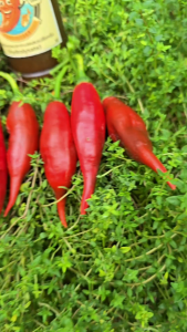 🌶เมล็ดพันธุ์พริกเปรูแดง(Aji Rojo)แท้100%